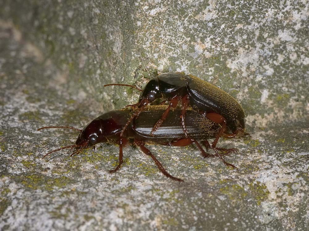 Coppia Pseudoophonus rufipes (Carabidae)